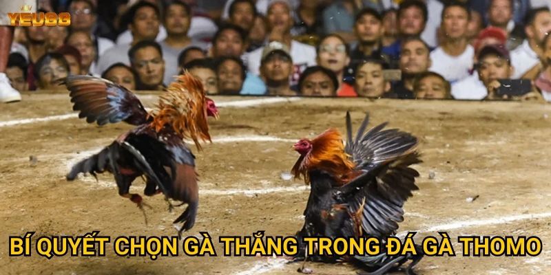 Bí quyết chọn gà thắng trong đá gà thomo