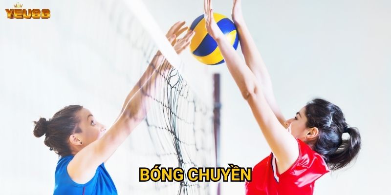 Có nên chọn cá cược bóng chuyền tại Yeu88? 5 Bóng chuyền