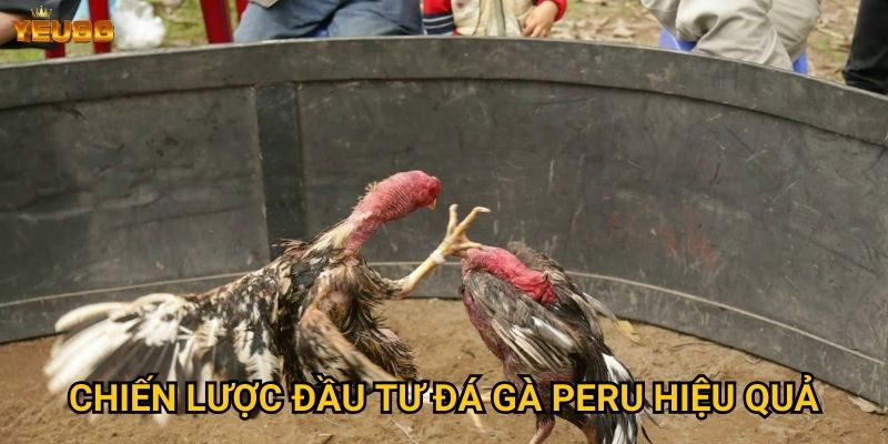 Chiến lược đầu tư đá gà peru hiệu quả