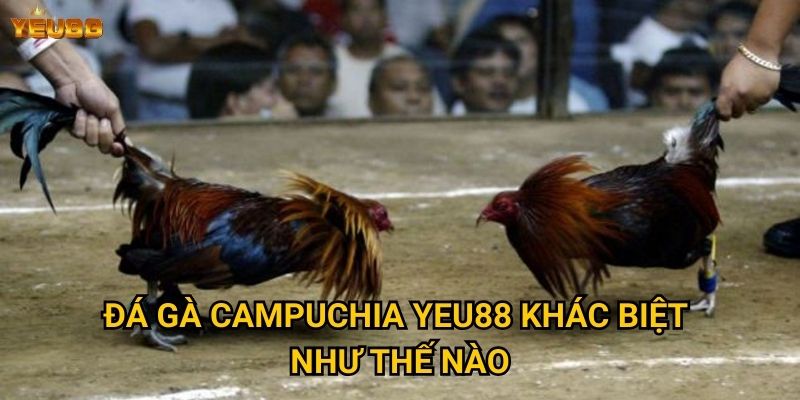 Đá gà campuchia Yeu88 khác biệt như thế nào?