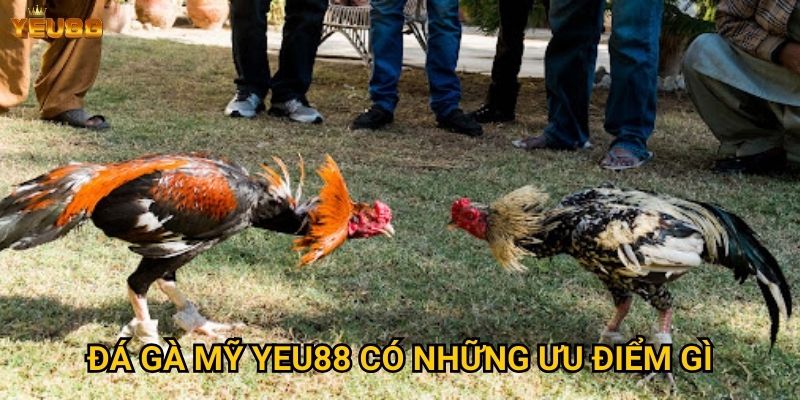 Đá gà mỹ Yeu88 có những ưu điểm gì?