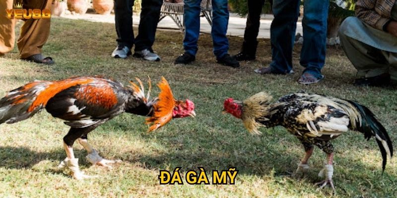 Đá gà mỹ