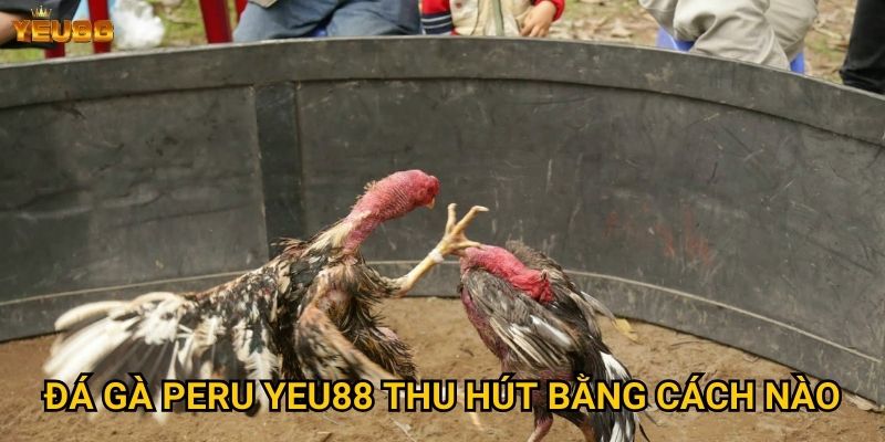 Đá gà peru Yeu88 thu hút bằng cách nào?