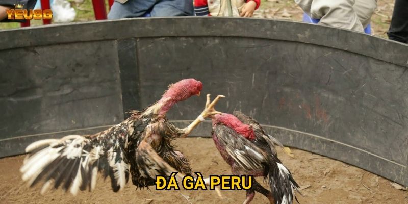 Đá gà peru
