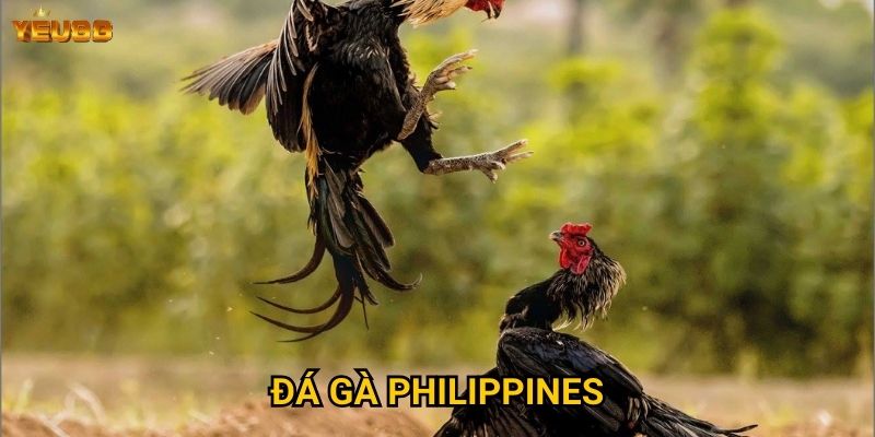 Đá gà philippines