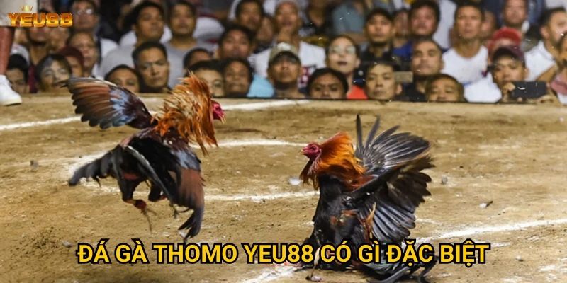Đá gà thomo Yeu88 có gì đặc biệt?