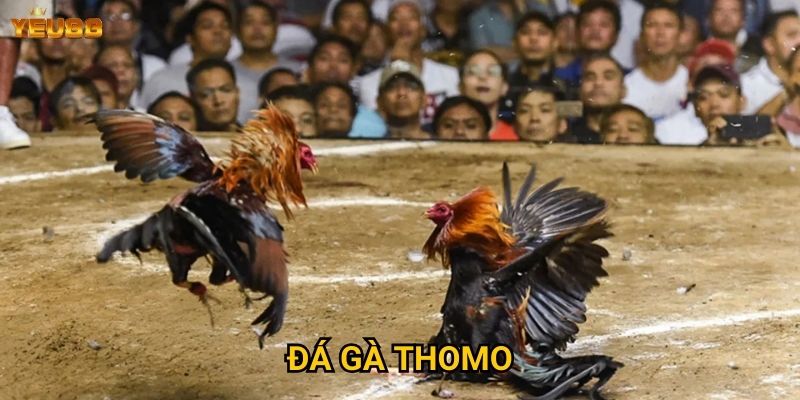Đá gà thomo