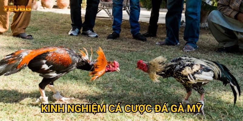 Kinh nghiệm cá cược đá gà mỹ