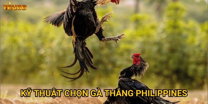 Kỹ thuật chọn gà thắng philippines
